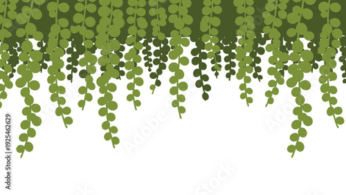 Trailing green hanging plant with round leaves.