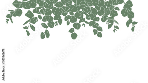 Trailing Green Plant with Delicate Round Leaves.