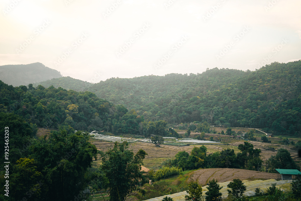 Fototapeta premium Misty mountain green forest rice field rural valley morning light countryside landscape terraced farm nature scenery peaceful view hillside tree