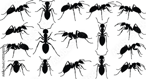 Ant silhouette set, crawling insect vector icons, worker ant colony poses, garden bug nature elements, small pest wildlife, black white