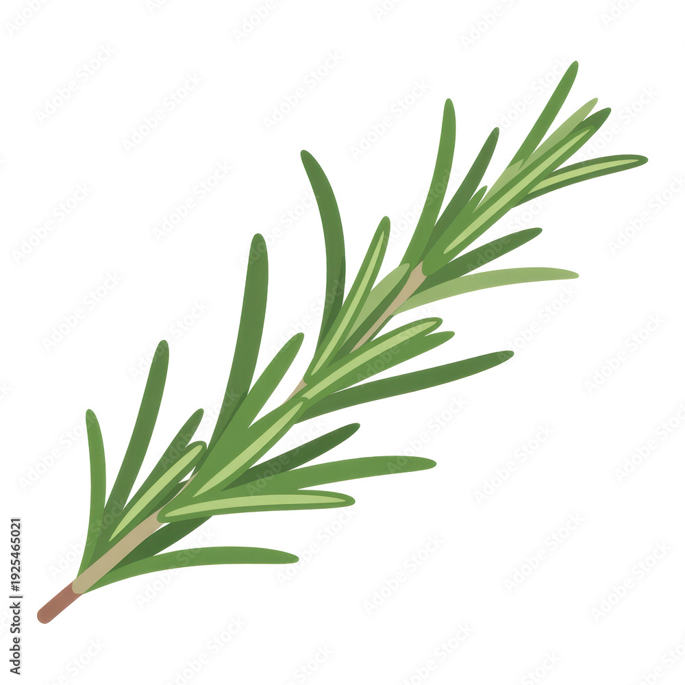 Obraz premium Rosemary sprig with green leaves herb isolated on a transparent background