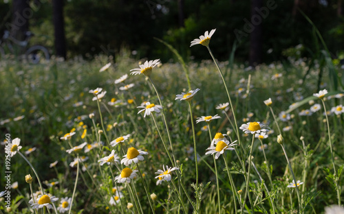 natural background of daisy flowers illuminated by sunlight. Beautiful nature, seasonal blooms in a park or forest.