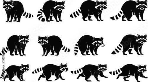 Raccoon silhouettes collection, cute wild animal poses, black woodland mammal icons set for logo, mascot, vector design
