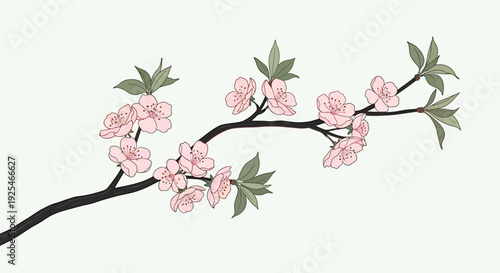 Delicate Pink Cherry Blossom Branch Illustration. Vector Illustrations. EPS Editable