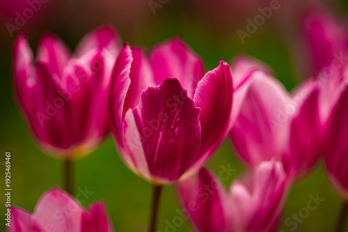 Tulips blooming in spring. Tulip petals. Blooming tulips outdoors. Tulips with spring background. Tulips in a spring garden. Seasonal spring tulip flowers.