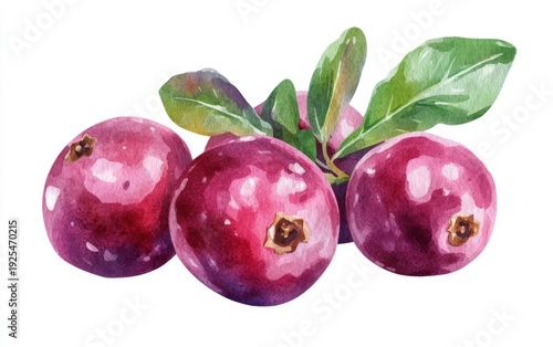 Wallpaper Mural Vibrant cranberry fruits with green leaves arranged beautifully on a white background Torontodigital.ca