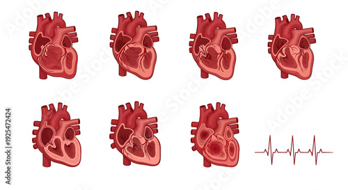 Anatomical Heart Diagrams and Electrocardiogram Waveform.