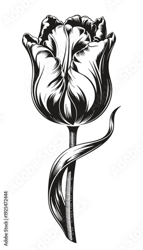Close-up view of a detailed black‑and‑white tulip illustration with curved stem and wrapped leaf against crisp white background