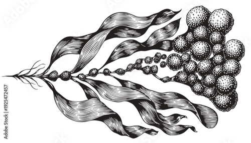 Dreamy black-and-white illustration of a whimsical plant with wavy leaves and clustered spheres viewed from a side perspective