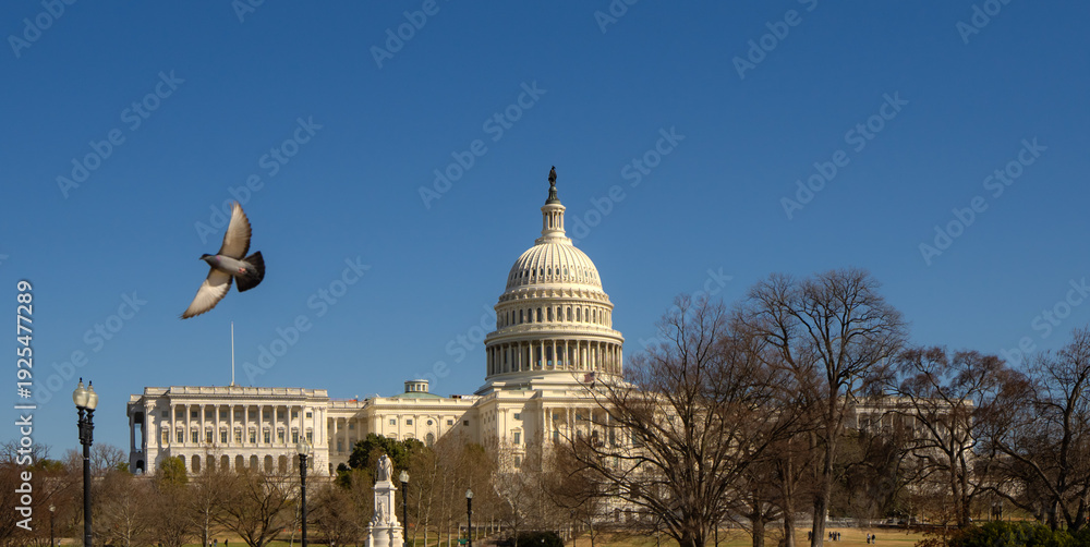 Fototapeta premium Washington DC. Capitol dome. Congress and Senate Capitol building in Washington D.C.