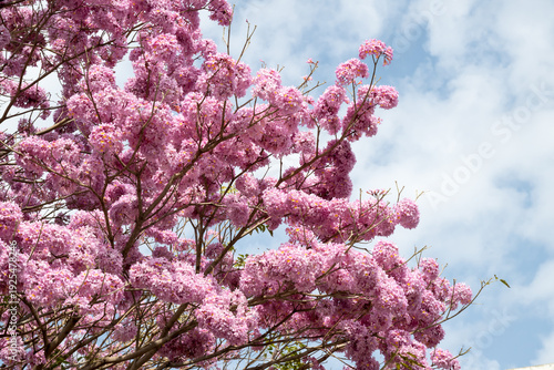 Beautiful Pink Poui (Tabebuia rosea) flowers.