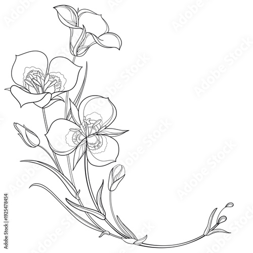 Corner bouquet with outline Calochortus nuttallii or Sego lily flower, bud and leaves in black isolated on white background.