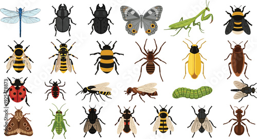 Insects Vector Set with Beetles, Bees, Butterfly and Garden Bugs Isolated Entomology Collection