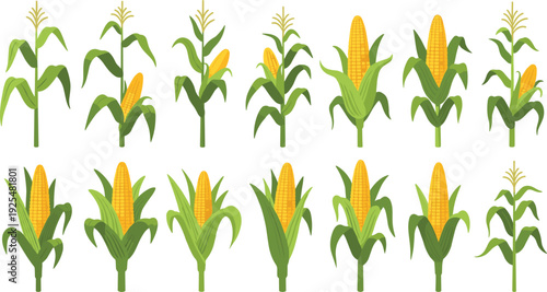 Corn plant growth stages vector set showing maize crop with green leaves and yellow cobs for agriculture farming and organic food design.