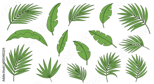 Green Tropical Palm Leaves Collection for Palm Sunday Celebration and Holy Week Design Elements