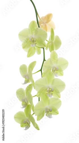 A delicate stem of pale green orchid flowers against a white background