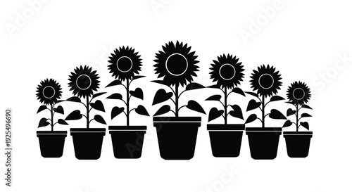 Three sunflowers in pots a bold black graphic design silhouette