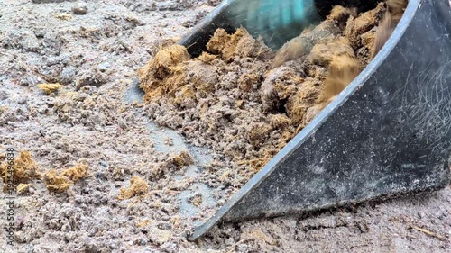 Cleaning horse manure at a farm using a rake and shovel . Farm maintenance task for agricultural work and horse care education concept.