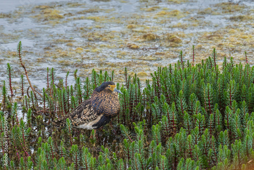 Ruff (Calidris pugnax)