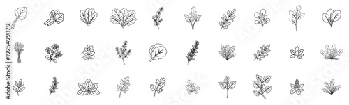 Variety of herbs and leafy greens line art illustrations in rows Vector