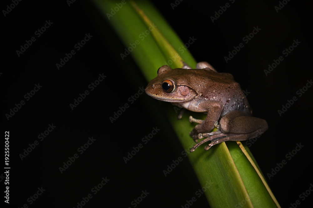 Obraz premium Madagascar Bright-eyed Tree Frog (Boophis) Perched on Green Leaf in Rainforest 