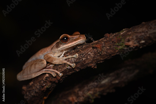 Common Tree Frog (Polypedates) Perched on a Textured Branch in the Night Rainforest