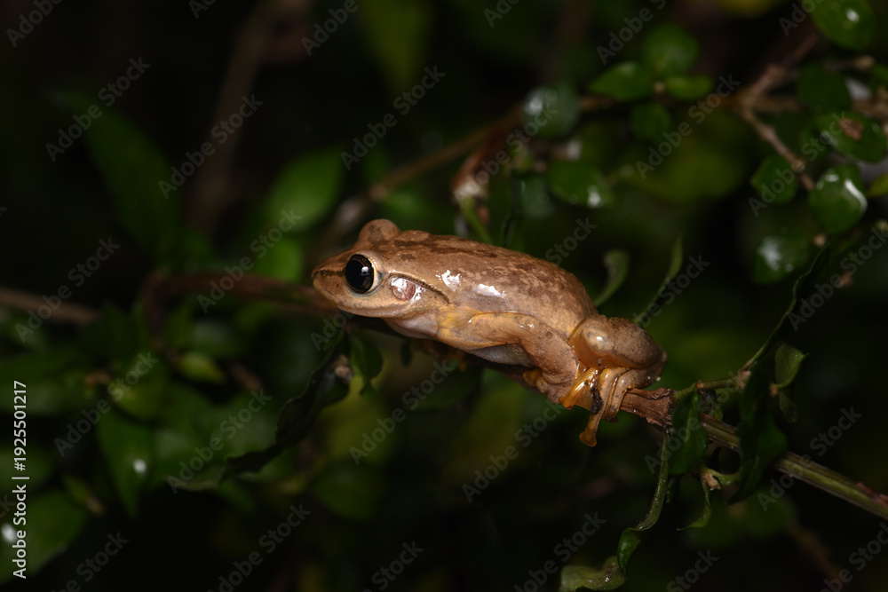 Fototapeta premium Spot-legged Tree Frog (Polypedates megacephalus) Perched on a Branch in the Dark Rainforest
