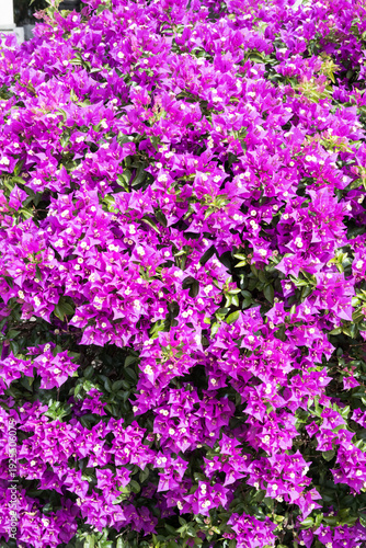 Beautiful great bougainvillea flowers.