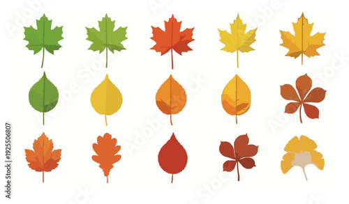 Autumn leaf variety grid vector illustration set