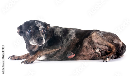 old chihuahua in studio