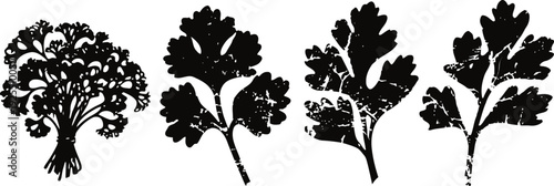 Parsley leaf silhouettes in black and white with detailed edges and natural shapes
