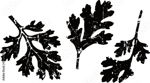 Three black silhouette parsley leaves isolated on white background herbal spice illustration with botanical shapes