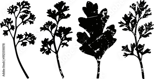 Silhouettes of fresh parsley and oak leaves in black, natural botanical vector illustrations