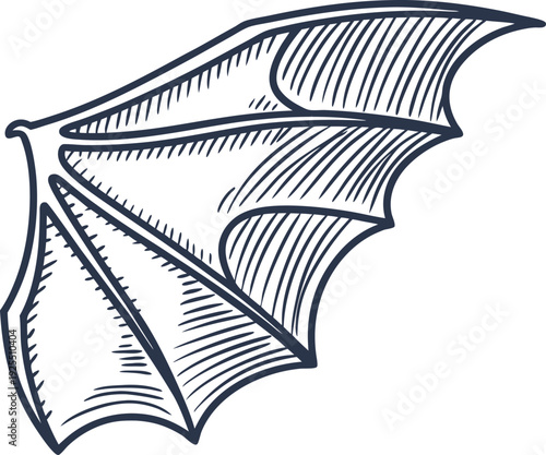Bat wing sketch vintage detailed black contour illustration of flying mammal wing anatomy, bones and membrane structure