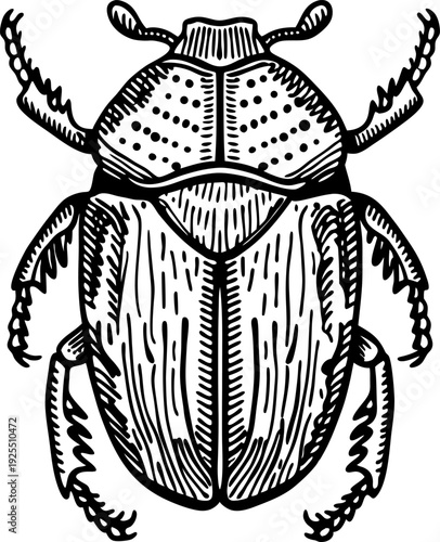Hand drawn black and white beetle illustration with detailed segmented body and legs