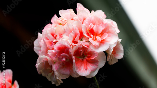El género Geranium, comúnmente llamado geranio, agrupa 422 especies de plantas anuales, bienales y perennes frecuentemente utilizadas en jardinería por sus atractivas flores y su aroma característico