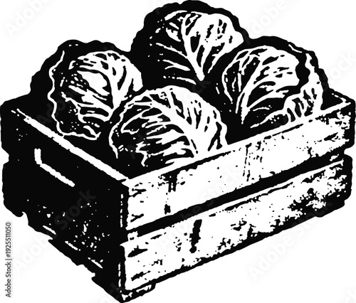Wooden crate filled with fresh cabbages vintage black and white illustration