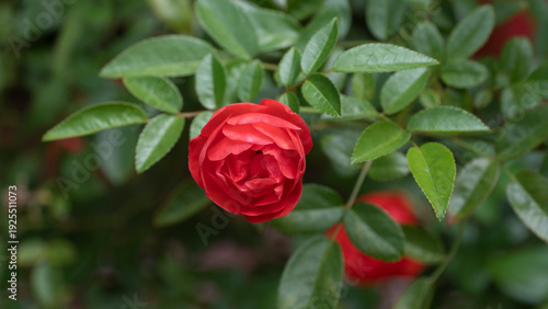 Floribunda (palabra en latín para 