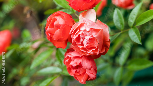 Floribunda (palabra en latín para 