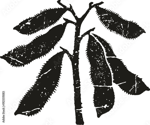 Dark silhouette of spiky chestnut leaves on branch with detailed texture and veins