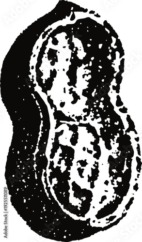 Black and white peanut illustration detailed textured sketch of the peanut shell with two peanuts inside natural nut food drawing