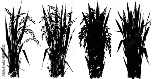 silhouettes of rice plants with stalks and leaves in various growth stages isolated on white