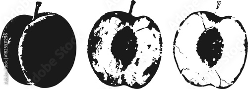 black and white plum fruit illustration with whole and halved views showing seeds and texture