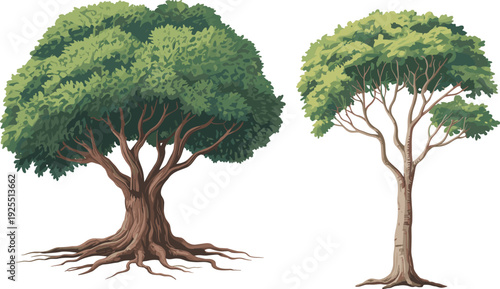 Tree comparison illustration set, gnarled root-heavy dense canopy tree and slender airy foliage tree, stylized botanical graphics for forestry and ecology themes