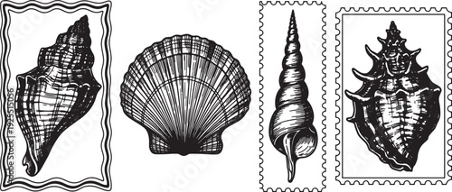 black and white illustrations of various seashells