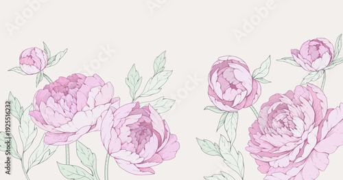 Peonies blooming. Background with pink colorful flowers and brunch. Detailed botanic floral collection for Valentines day invitation, wallpaper art or save the date card