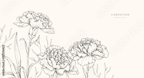 Spring background with carnation flowers and brunch. Spring detailed hand drawn illustration floral elements for Mothers day, wedding invitation and line art