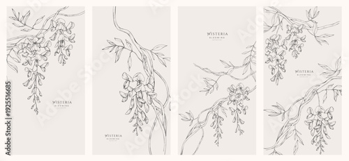 Set of card with blooming wisteria flowers and brunch. Detailed template layout design, brochure or cover for Valentines day or wedding invitation