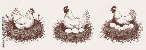 Hen nest eggs farm poultry vintage animal collection. Sitting hen with eggs in straw nest. Detailed pencil crayon drawn sketch style suitable for packaging and agricultural branding.