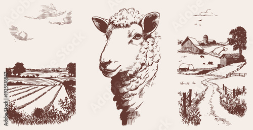 Sheep portrait and rural farm landscape collection set. Agricultural buildings, fields and livestock scenes. Illustration for agriculture branding. Detailed pencil crayon drawn style.